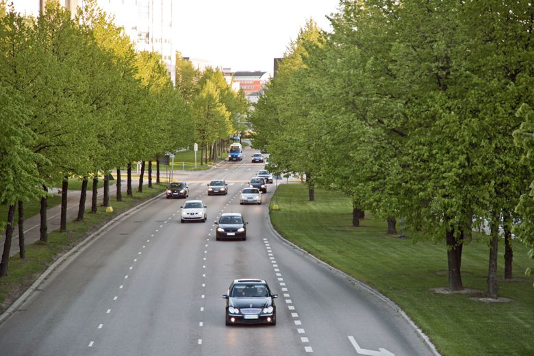 Narrow street with tall and broad trees on both sides.